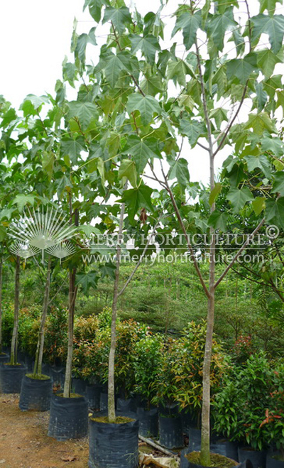 Aleurites moluccana (Candle Nut Tree)